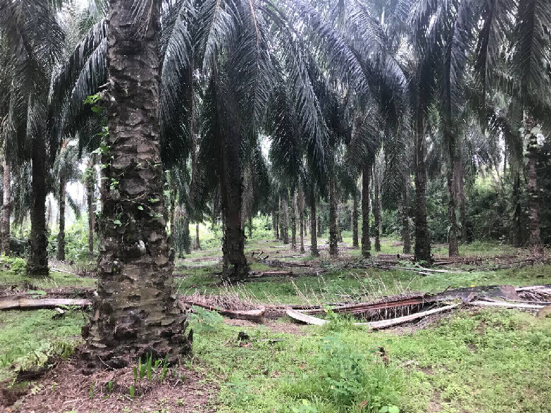 TANAH SAWIT UNTUK DIJUAL DI MUKIM TEBING TINGGI JERANTUT - photo 6