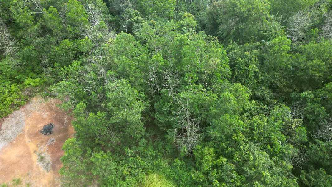2 LOT TANAH DI GAU MAKMUR - photo 6