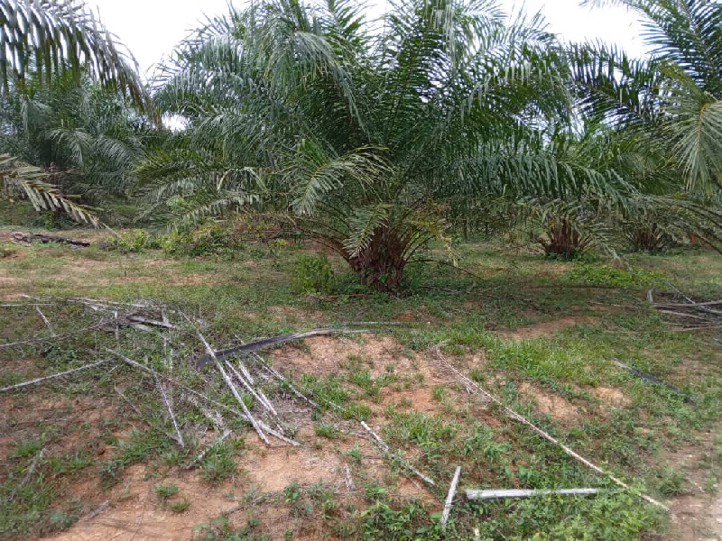 KEBUN SAWIT 6 EKAR DI KG JENDERAK, KERDAU - photo 2