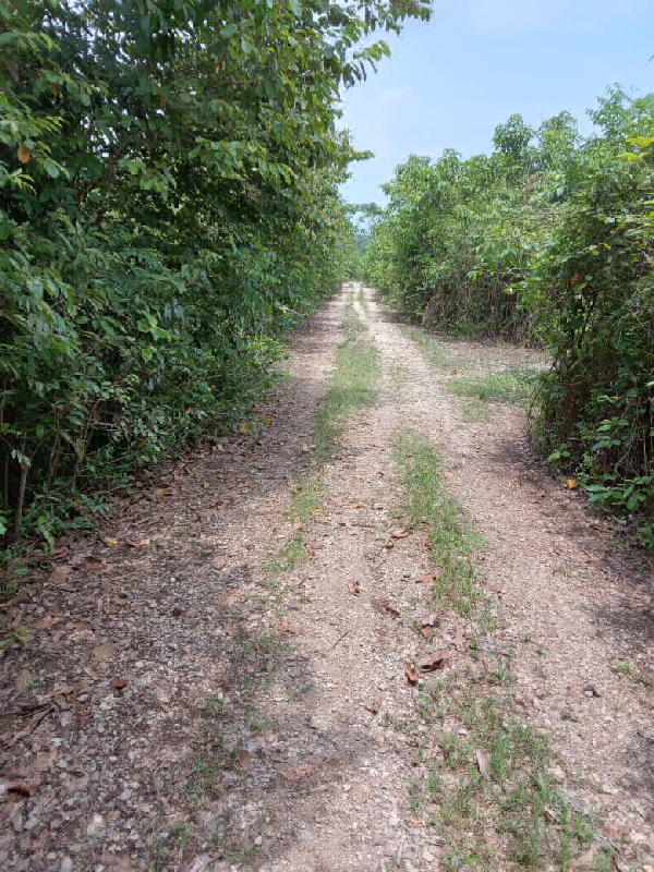 KEBUN SAWIT 6 EKAR DI KG JENDERAK, KERDAU - photo 3