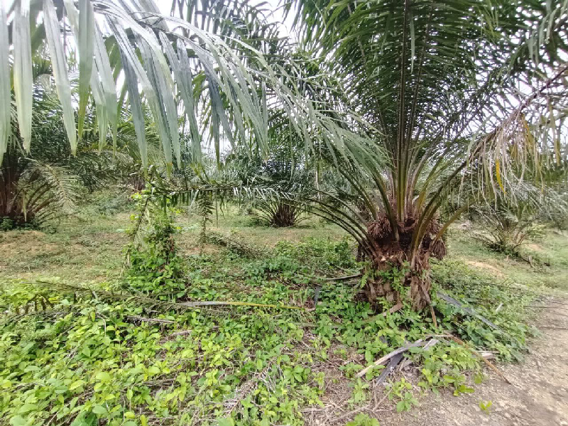 KEBUN SAWIT 6 EKAR DI KG JENDERAK, KERDAU - photo 4